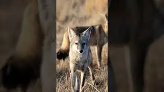 Baby Aardwolf Playing With Mom &mdash; Cutest Moment Ever!