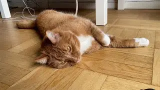 A cat&rsquo;s sunday dilemma | Oppa the Orange Cat