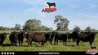 Angus Australia - Strategic Projects