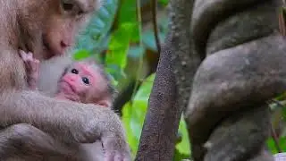 Cambodia Angkor Wat Monkey
