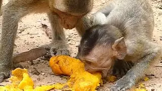Baby Monkey Dustin So Hungry and More Eating Mango | Newborn Babies Monkey