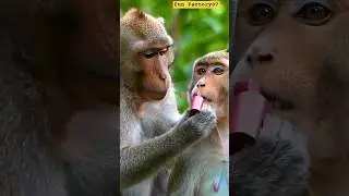 Funny monkey mekup video 💄🐒/ monkey / Bandar/ #funny #monkey #animals #comedy #mekup #viral #shorts