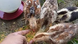 Free Range Chicken Vlog 1 - Feeding my Basilan X Shamo chicks