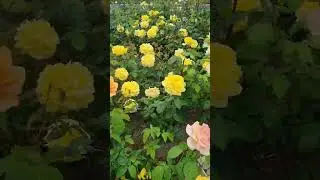 Gradina cu trandafiri după ploaie #roses #garden #after #raining