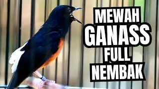 MURAI BATU GACOR FULL ISIAN TEMBAKAN KASAR KRETEKAN GANAS AMPUH MEMANCING EMOSI MURAI BATU