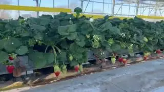 Hydroponic strawberries in Canadian winter