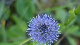 La globulaire, famille des Plantaginac&eacute;es