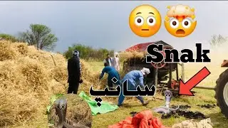 Gandum ka kam khatam | khatarnak snake 🐍  nikal aya 😱
