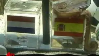 It is SPAIN !!!! Octopus Predicts Spain to Win World Cup 2010