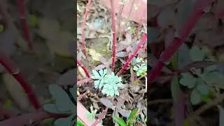 Chinese silvery wormwood leaves🫒 care #terracegarden #ytshort #viralreel #foryou #fypシ゚ #houseplants