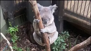 Daisy Hill Koala centre and forest walk