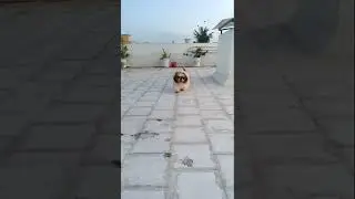 shihtzu puppy cutee 🎉🎉❤️❤️❤️