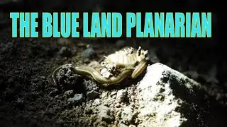 La PLANARIA AZUL vs COCHINILLA DE LA HUMEDAD: una presa f&aacute;cil