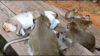 Time for them to relax as Skippy take care of them