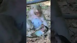 Monkey love