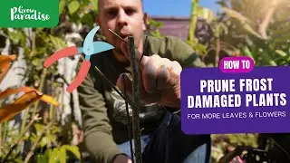 How to prune frost damaged plants for more leaves & flowers