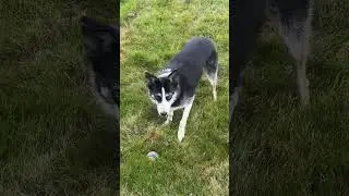 Mach diesen Fehler nicht mit deinem Border Collie!