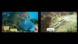 Hog The Hedgehog Vs Twinkle Tunes ABC Under The Sea
