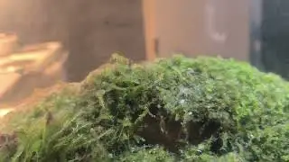 Ghost Shrimp & Japan Blue Endler guppies breeding