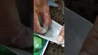 proses penyemayan bibit kol/kubis part 2
