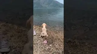 Dangerous pine cone