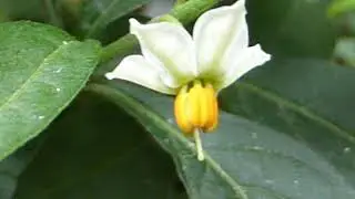 Jerusalem cherry - Solanum pseudocapsicum - K&oacute;ralkirsuber - Pottaplanta - N&aacute;ttskuggabl&oacute;m