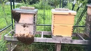 Solid or Screen bottom board for your hive in summer?