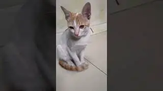 Small kitten
