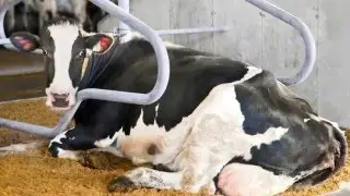 GEA Mestscheiding - MCN Drachten