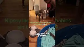 Эта собака не отец 😂