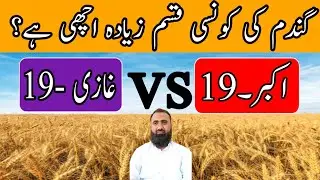 Which is the best wheat variety | Akbar-19 vs Ghazi-19 | Bilal Kanju Official