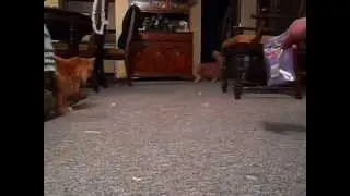 Cat Tape Minefield
