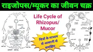 life cycle of rhizopus | rhizopus bsc 1st year | mucor fungi life cycle | rhizopus/mucor diagram
