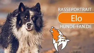 ► Elo Hund [2018] Rasse, Aussehen & Charakter