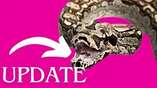 Boa Constrictor Update!