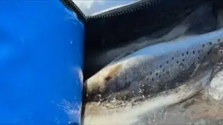Time to clean some fish!