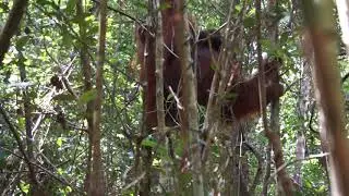 Flanged male orangutan long calls