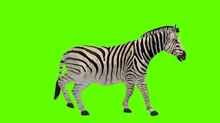 Zebra walking on green screen| #nocopyright  #zebrawalking