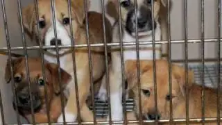 Brooke's Legacy Animal Rescue Introduction