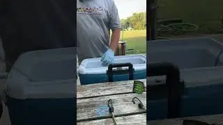 Live highlight