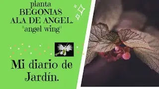 LA BEGONIA ALA DE ÁNGEL O ÁNGEL WING, Mi diario de jardin