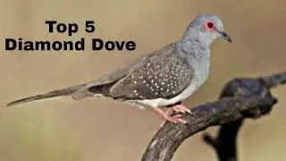 Top 05 Diamond Doves and price.