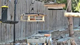 🐦 LIVE Bird Watching - Northwest Arkansas Feeder Cam