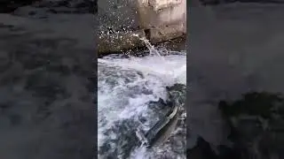 Remont&eacute;e de saumons pour aller frayer #shorts #bigfish #salmon #saumon  #peche