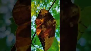 Imperial Moth under leaves as the Golden Hour Sun illuminates the forest 💚 #lovenature #moths