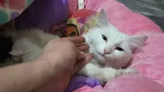 my cat feel pain || cats video || cat crying with pain