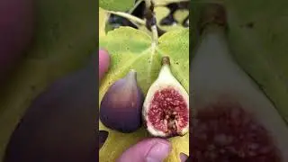Mt Etna UNK Fig PNW Gardening