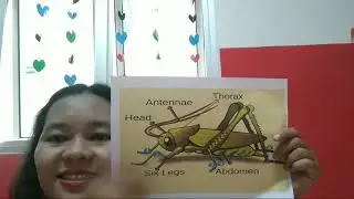 Body part of winged animals