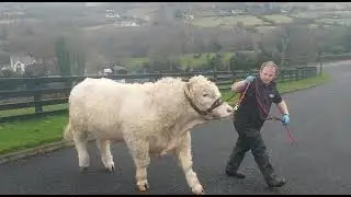 Beef Semen - Pedigree Charolais Bull - Rostrevor Rocky (Ireland Genetics Online Auction &ndash; January)