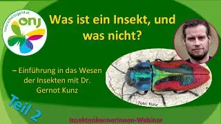 InsektenkennerInnen-Webinar l. - Was ist ein Insekt, und was nicht? (Teil 2)
